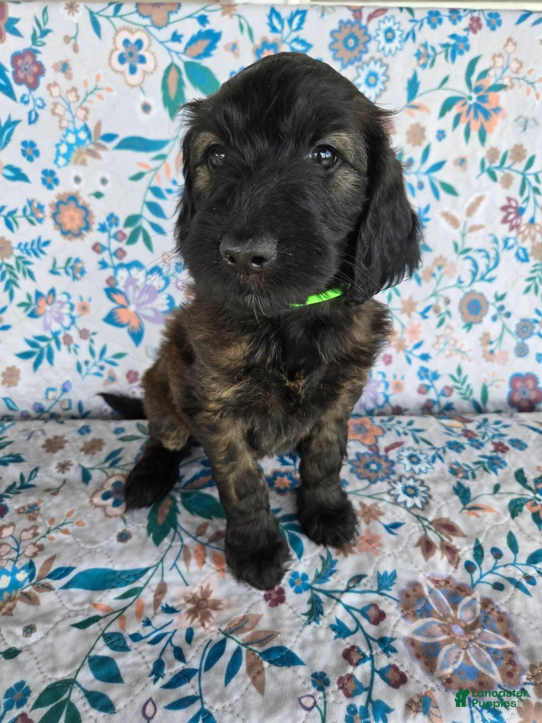 Goldendoodle dogs for sale: Green Girl - Ad 2