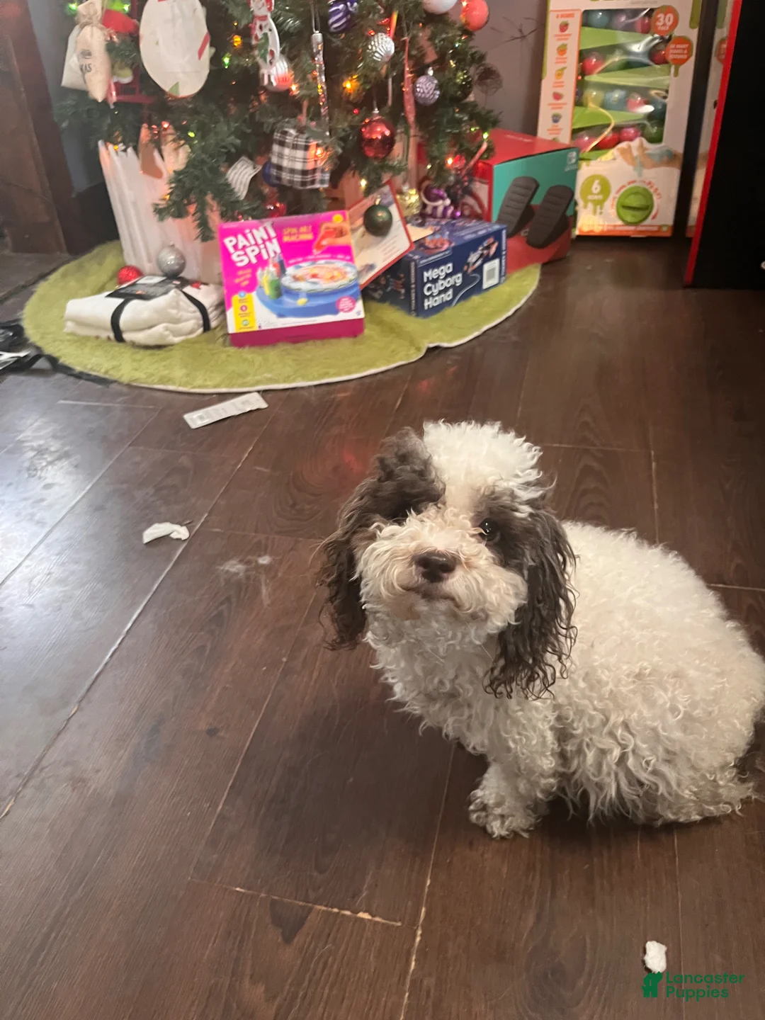 Miniature Poodle dogs for sale: Maxie - Ad 2