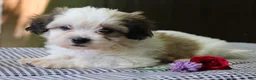 Mixed Breed dogs for sale: Kaydence - Ad 4