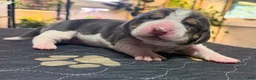 Basset Hound dogs for sale: Isabella- purple - Ad 6