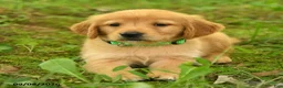 Golden Retriever dogs for sale: Darcy - Ad 3