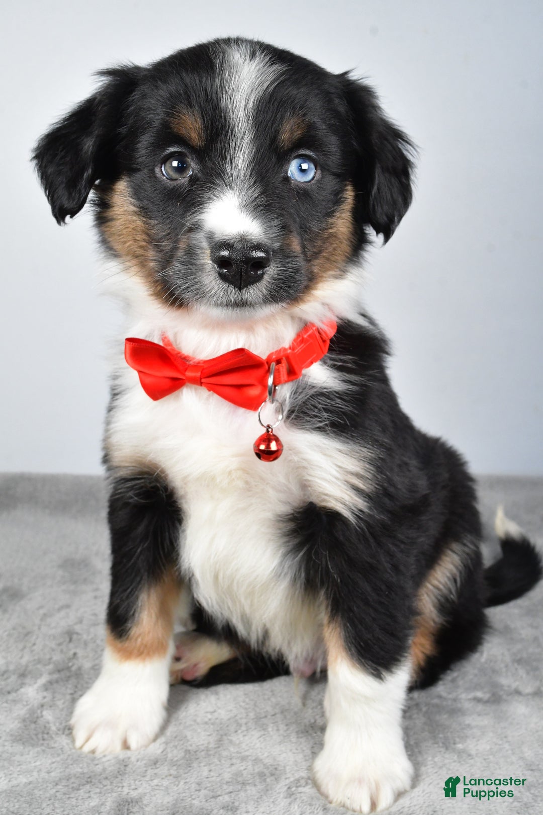 Miniature Australian Shepherd dogs for sale: Rocky - Ad 1