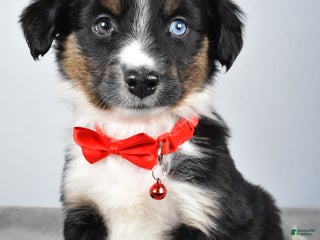 Miniature Australian Shepherd dogs Rocky - Ad 13