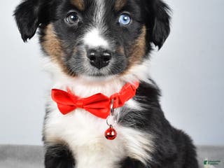 Miniature Australian Shepherd dogs Rocky - Ad 40