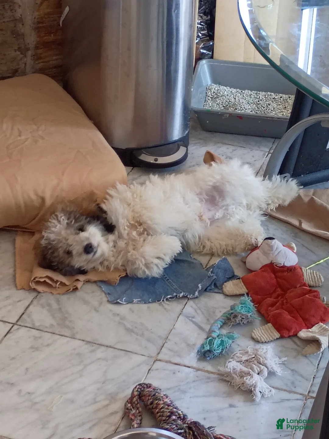 Mini Goldendoodle dogs for sale: Mini Goldendoodle Puppy 1 - Ad 7