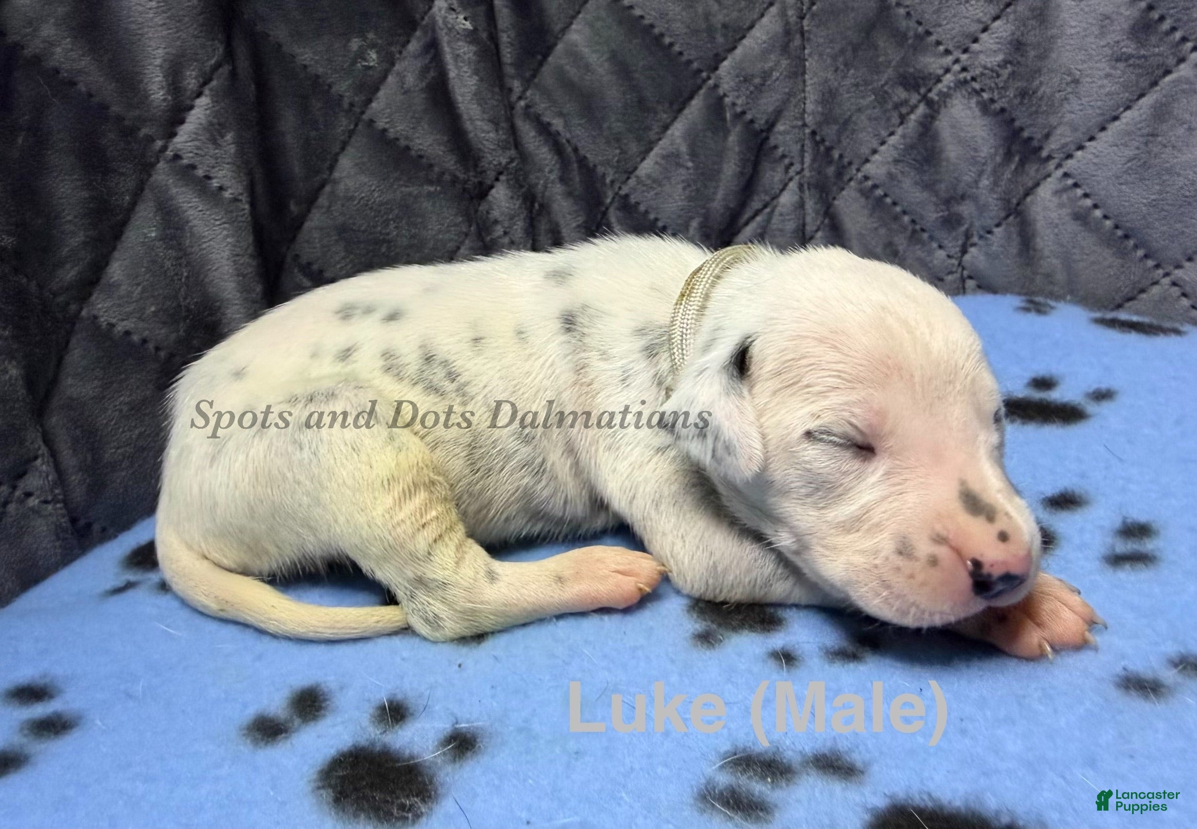 Dalmatian dogs for sale: Luke - Ad 1