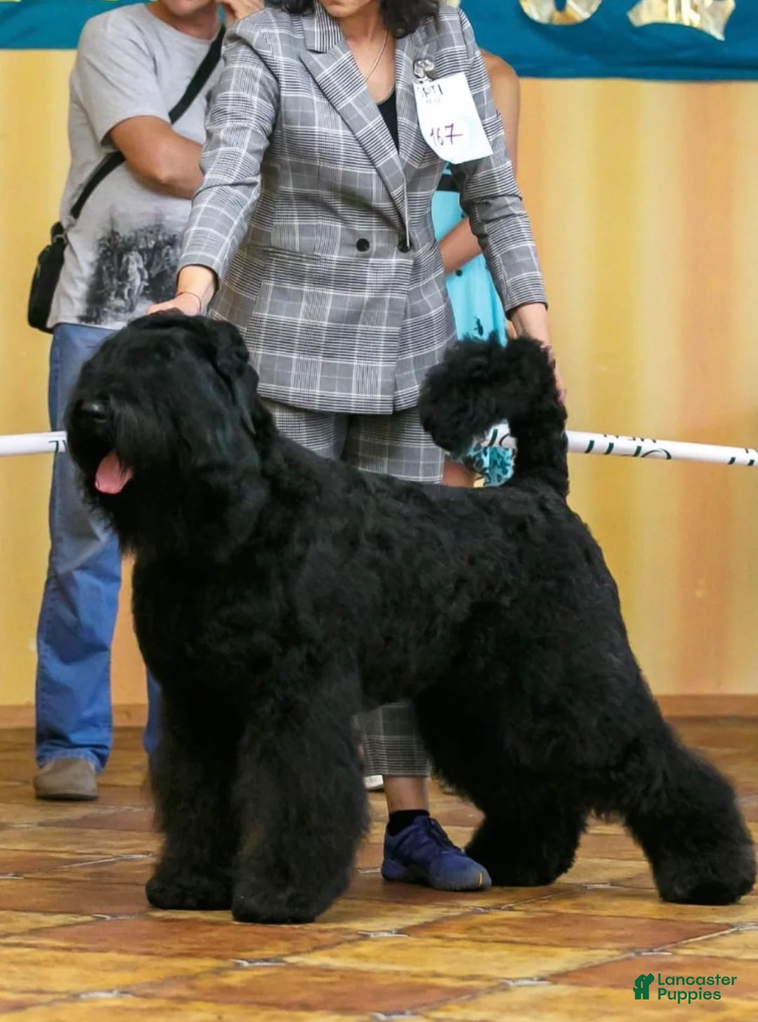 Black Russian Terrier dogs for sale: Black Russian Terrier Puppy 1 - Ad 2