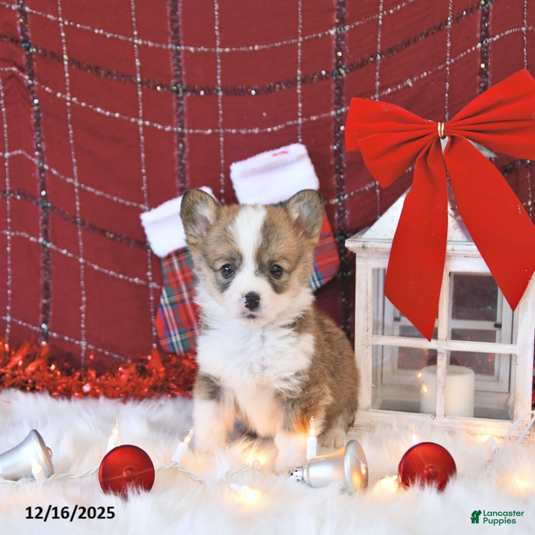 Welsh Corgi Pembroke dogs for sale: Bitzy EXTRA SMALL - Ad 2