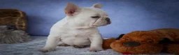 French Bulldog dogs for sale: Tulip🩷  - Ad 14
