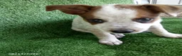 Australian Cattle Dog dogs for sale: Denmark - Ad 3