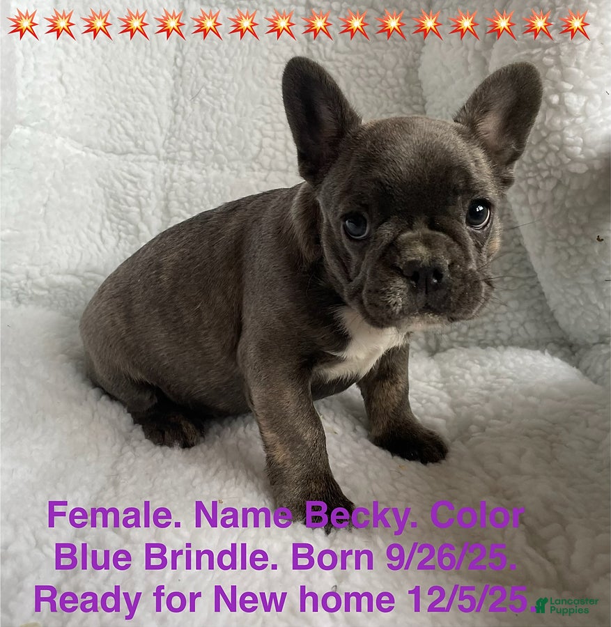 French Bulldog dogs Becky - Ad 25