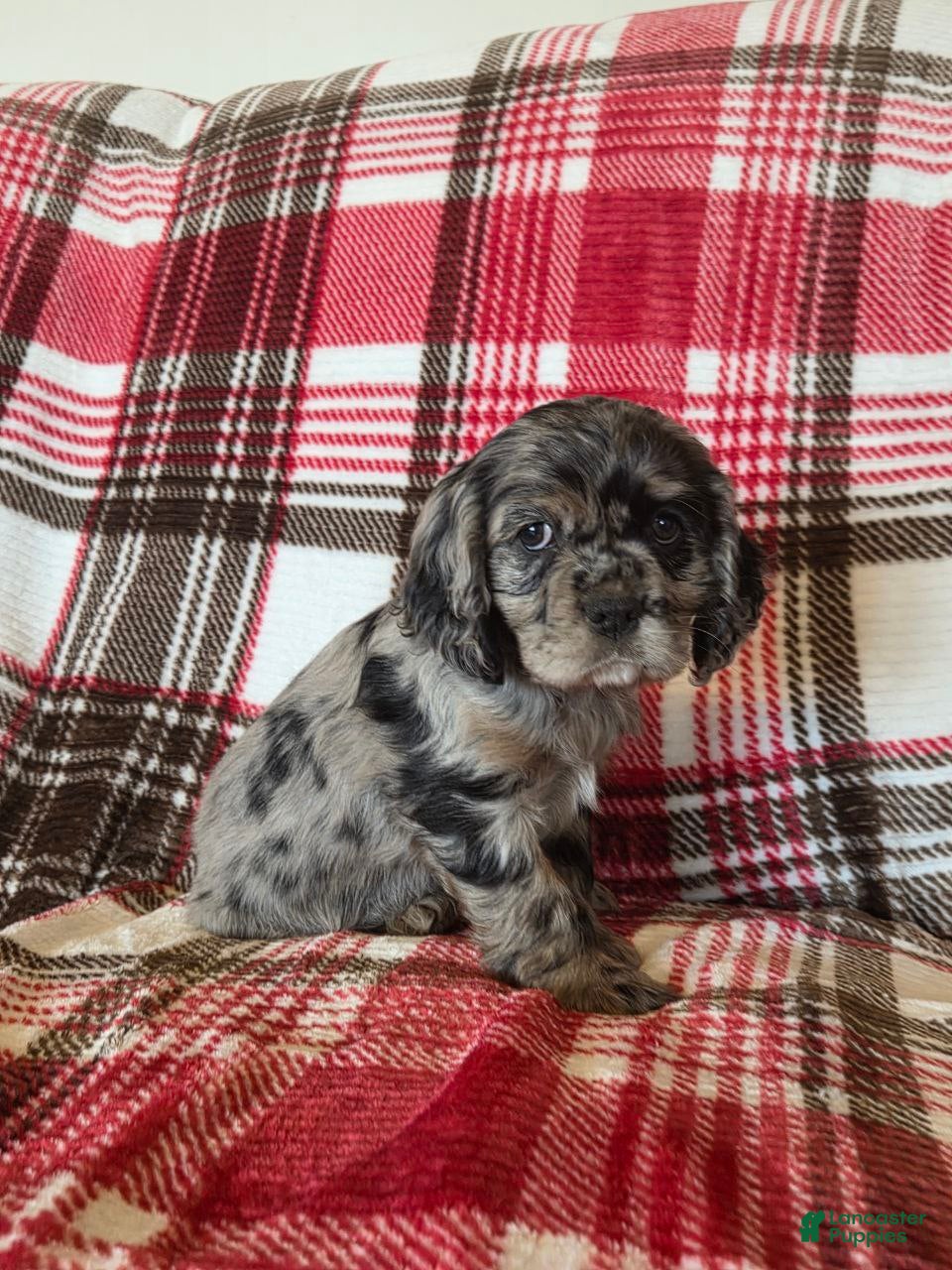 Mixed Breed dogs Tramp - Ad 2