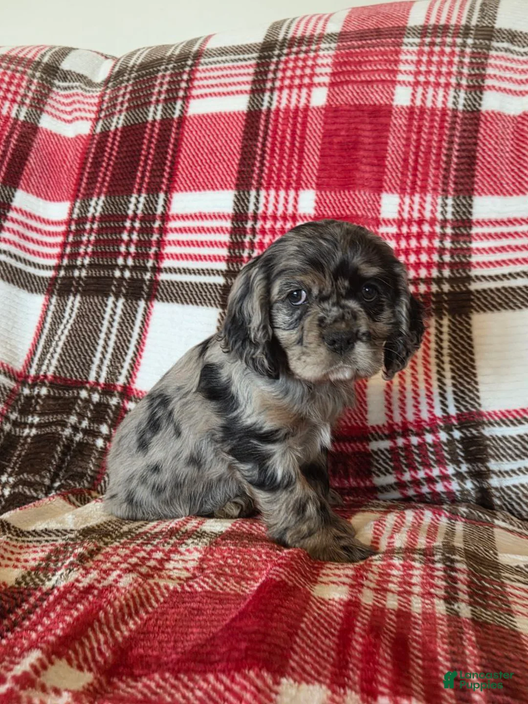 Mixed Breed dogs for sale: Tramp - Ad 2