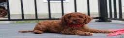 Cavapoo dogs for sale: Max - Ad 6