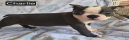 Boston Terrier dogs for sale: Charlie - Ad 2