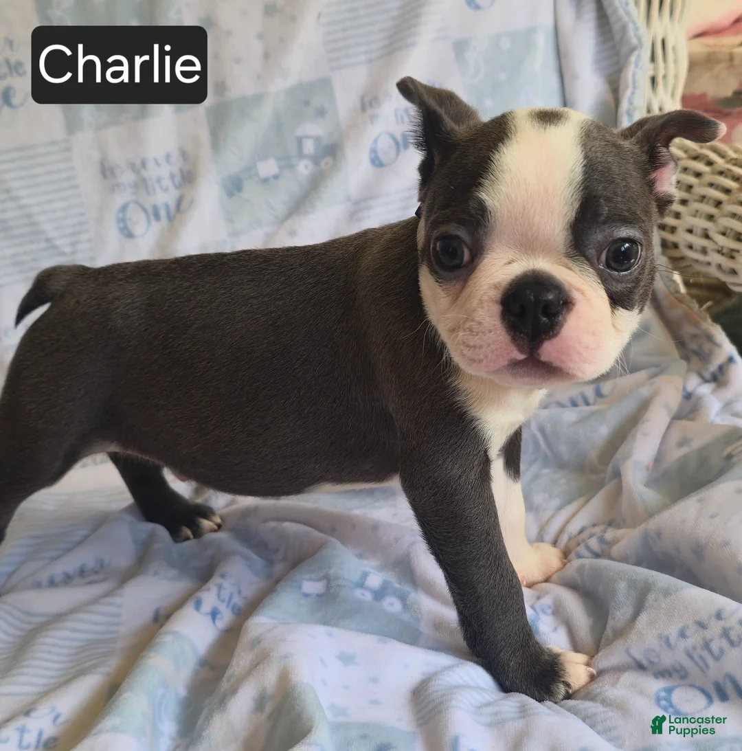 Boston Terrier dogs for sale: Charlie - Ad 2
