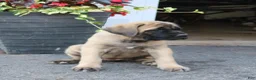 English Mastiff dogs for sale: Lilac - Ad 1