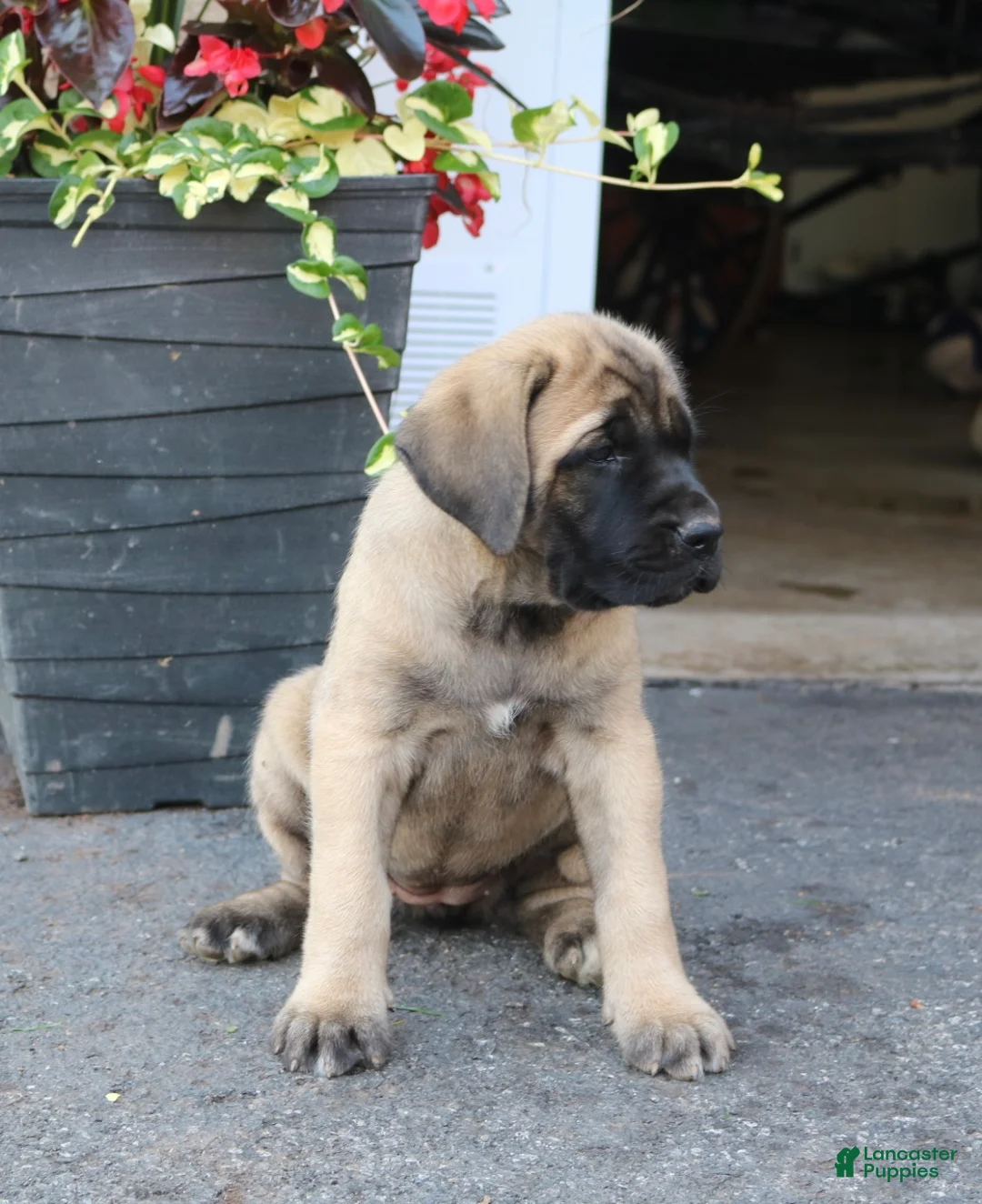 English Mastiff dogs for sale: Lilac - Ad 1