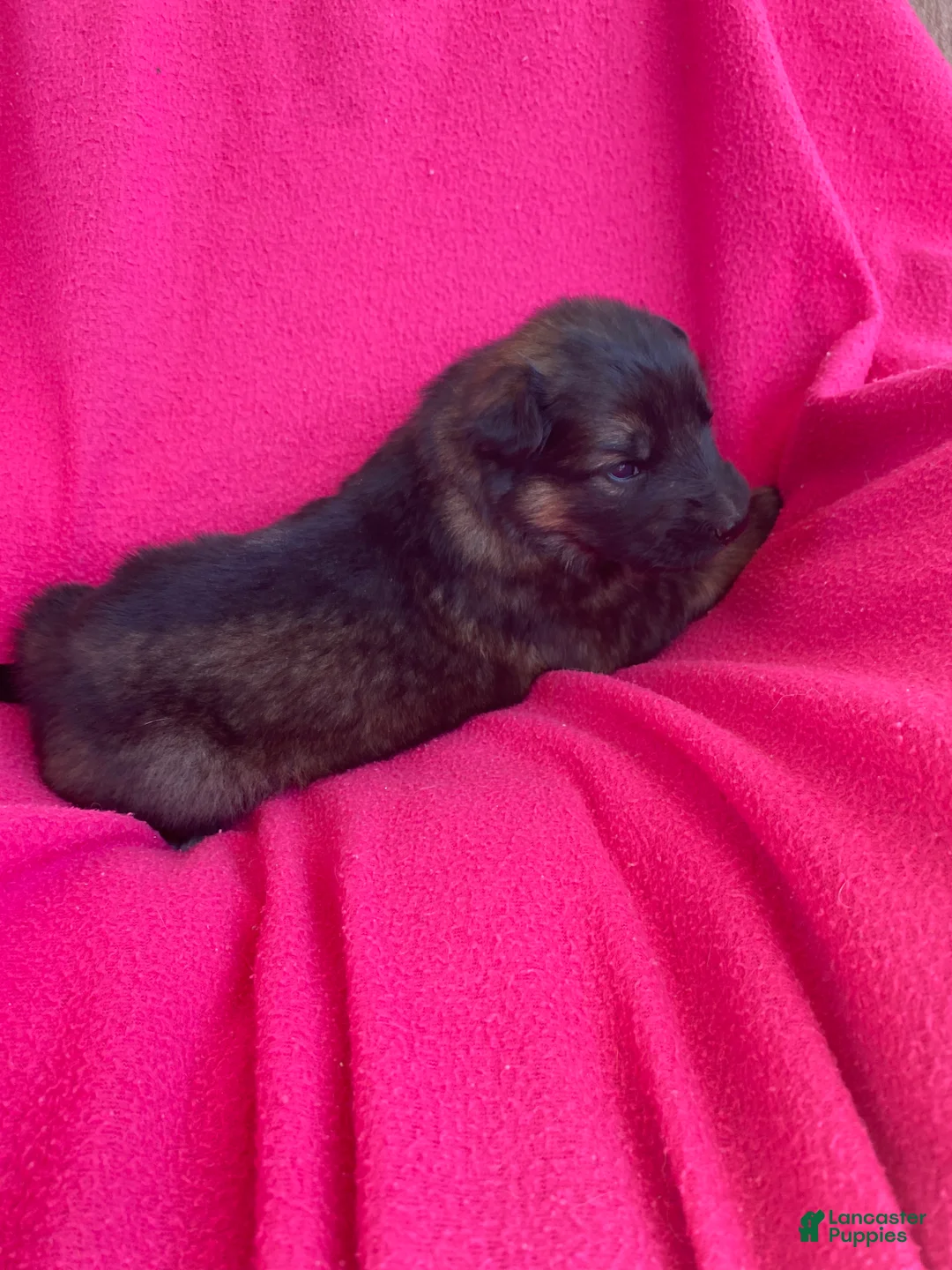 German Shepherd dogs for sale: German Shepherd Puppy 4 - Ad 2