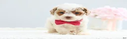 Toy Poodle dogs for sale: Bella - Ad 3