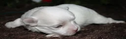 Maltese dogs for sale: Mable - Ad 23