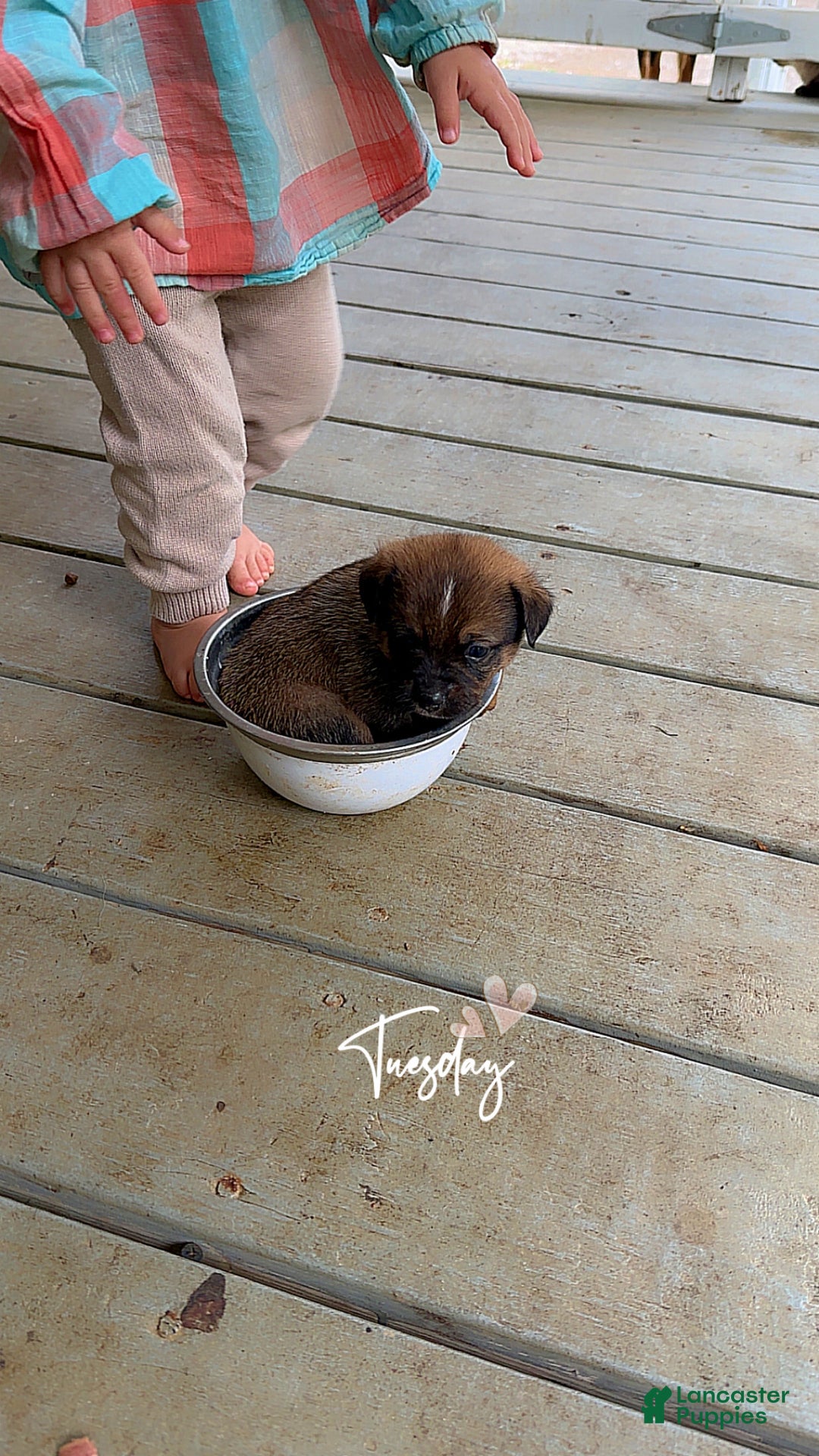 Mixed Breed dogs for sale: Chip - Ad 2