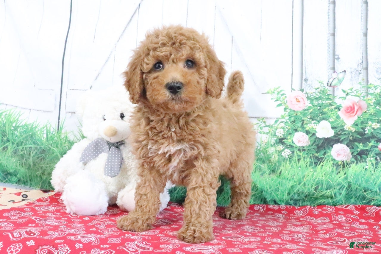 Mini Goldendoodle dogs Theo - Ad 1