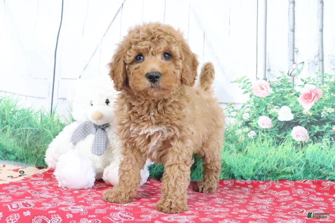 Mini Goldendoodle dogs for sale: Theo - Ad 1