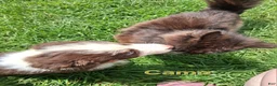 Australian Shepherd dogs for sale: Camo - Ad 3