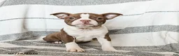 Boston Terrier dogs for sale: Lilac - Ad 1