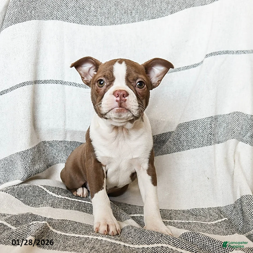 Boston Terrier dogs for sale: Lilac - Ad 1