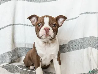 Boston Terrier dogs Lilac - Ad 2