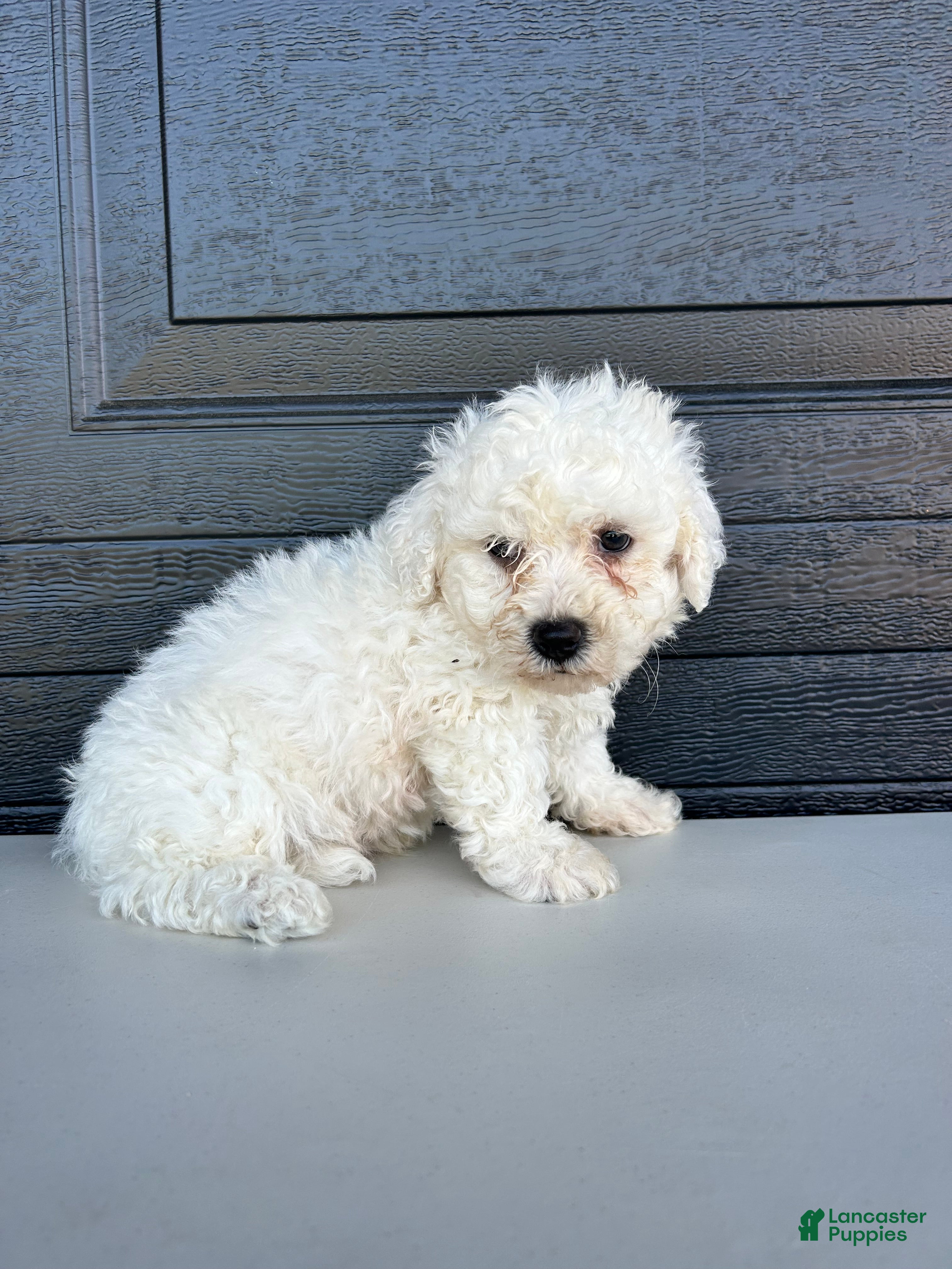Bichon Frise dogs Bichon Frise Puppy 2 - Ad 1