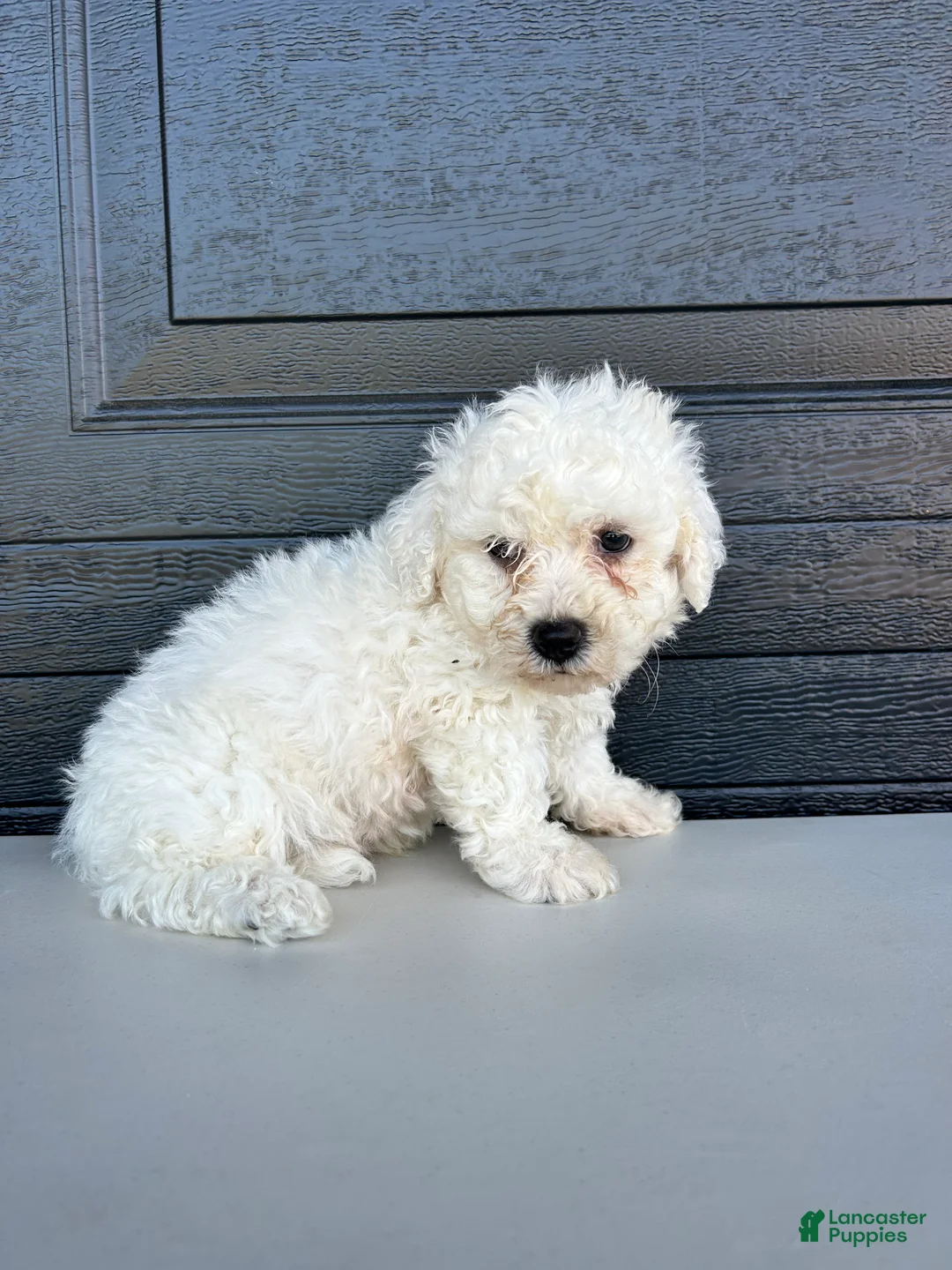 Bichon Frise dogs for sale: Bichon Frise Puppy 2 - Ad 1
