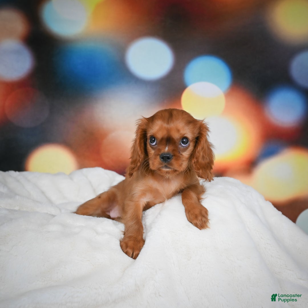 Cavalier King Charles Spaniel dogs for sale: Katie - Ad 2