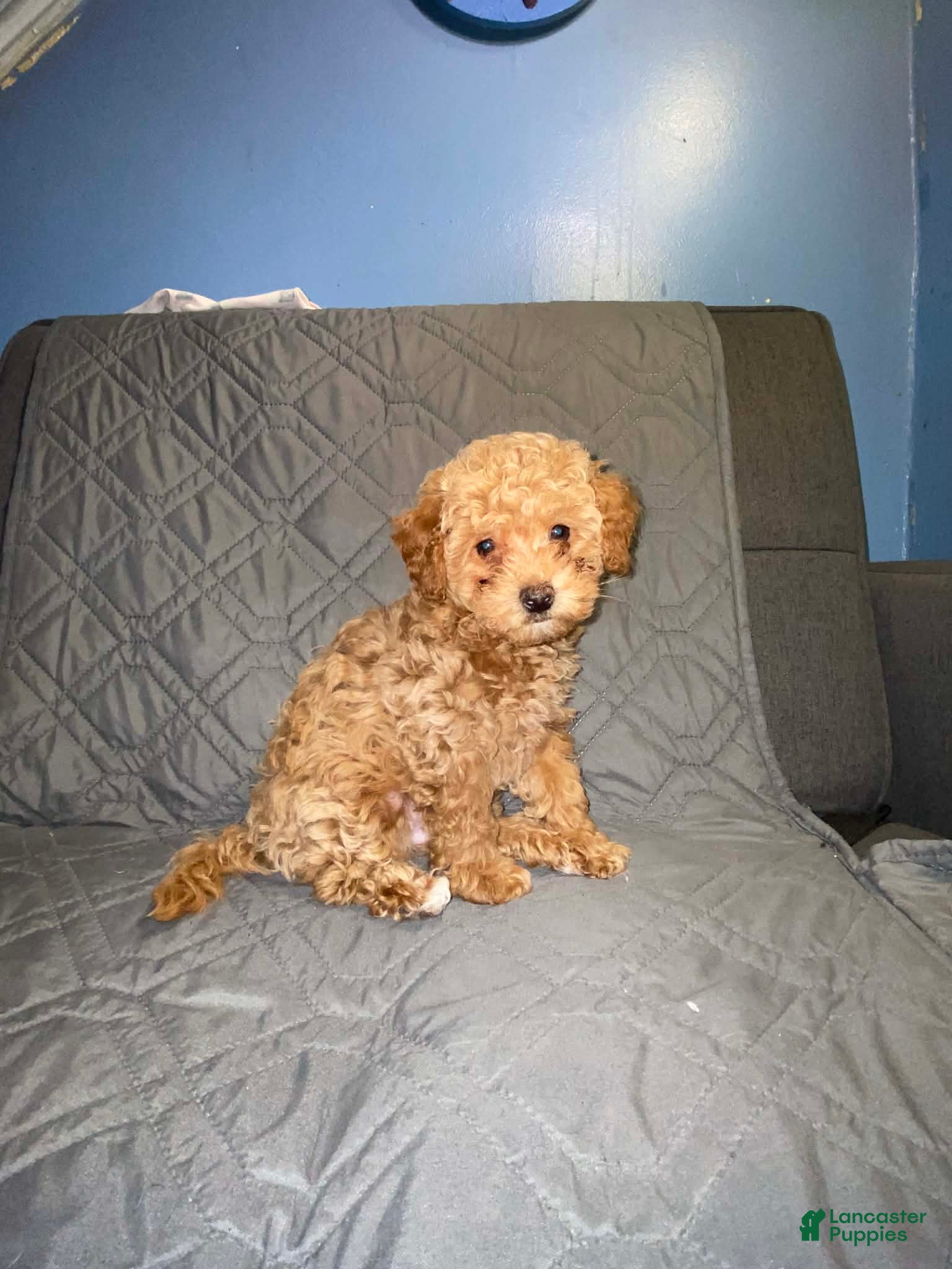 Maltipoo dogs Sid - Ad 3