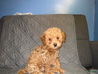 Maltipoo dogs for sale: Sid - Ad 3
