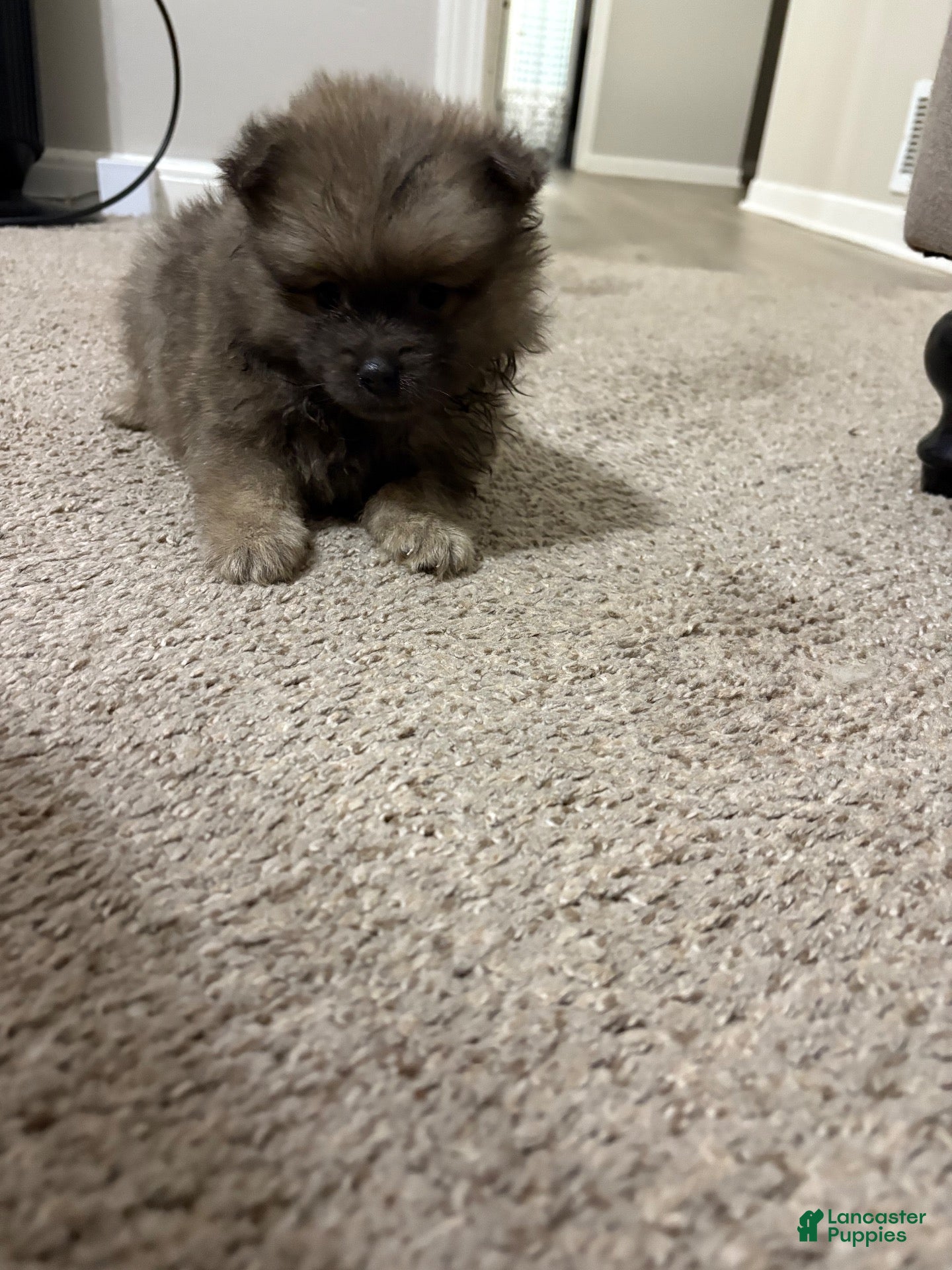 Pomeranian dogs for sale: Pomeranian 1 - Ad 1