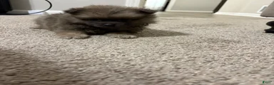 Pomeranian 1