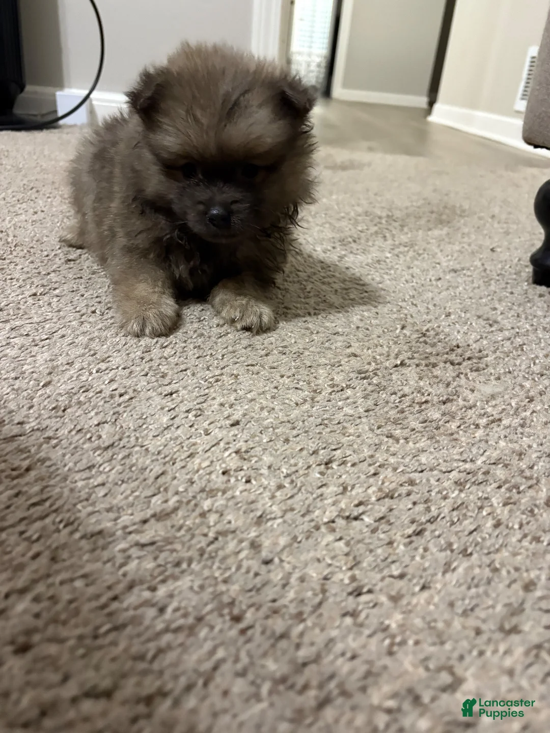 Pomeranian dogs for sale: Pomeranian 1 - Ad 1