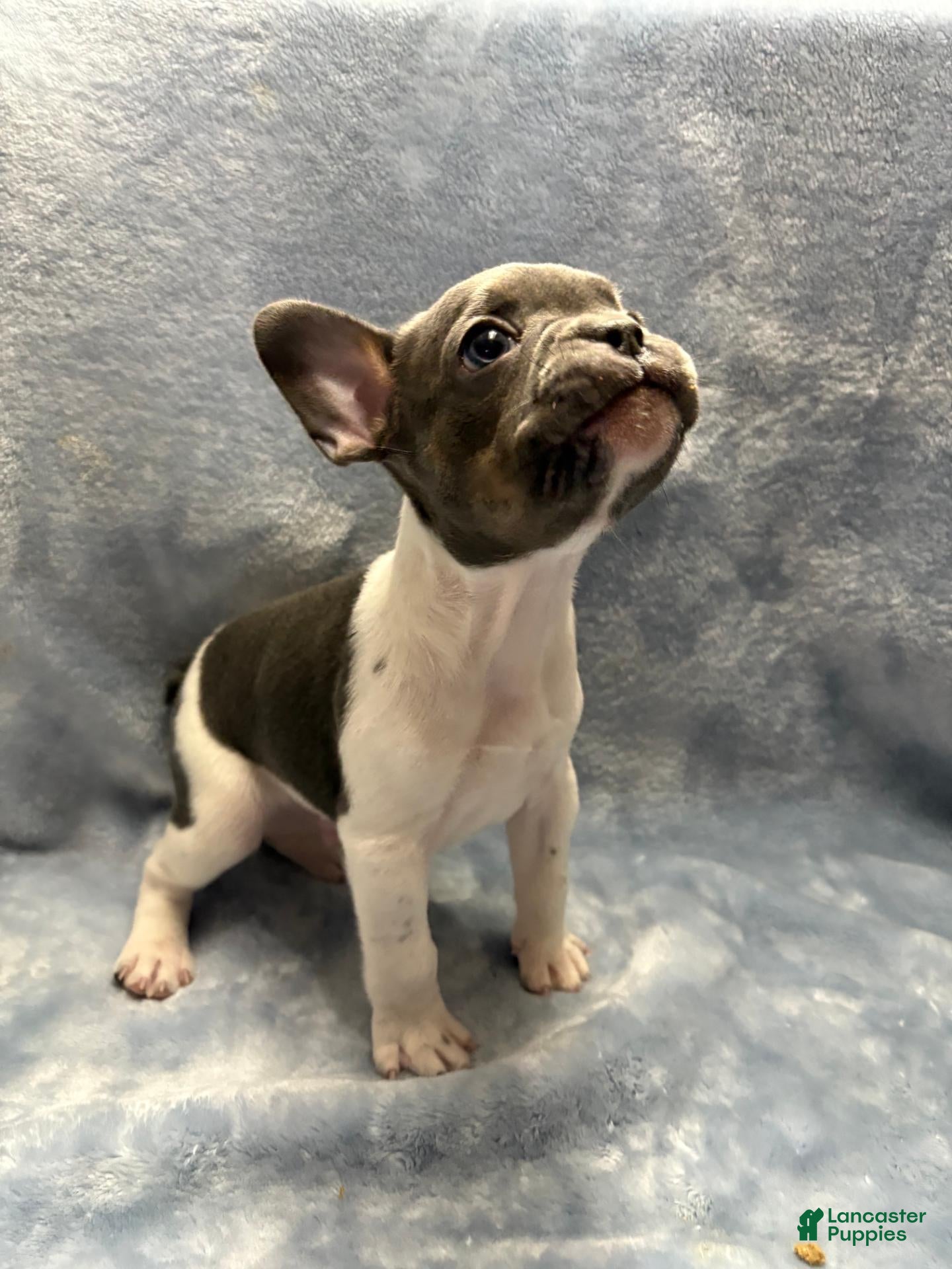 French Bulldog dogs Charlie - Ad 9