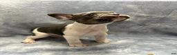 French Bulldog dogs for sale: Charlie - Ad 1