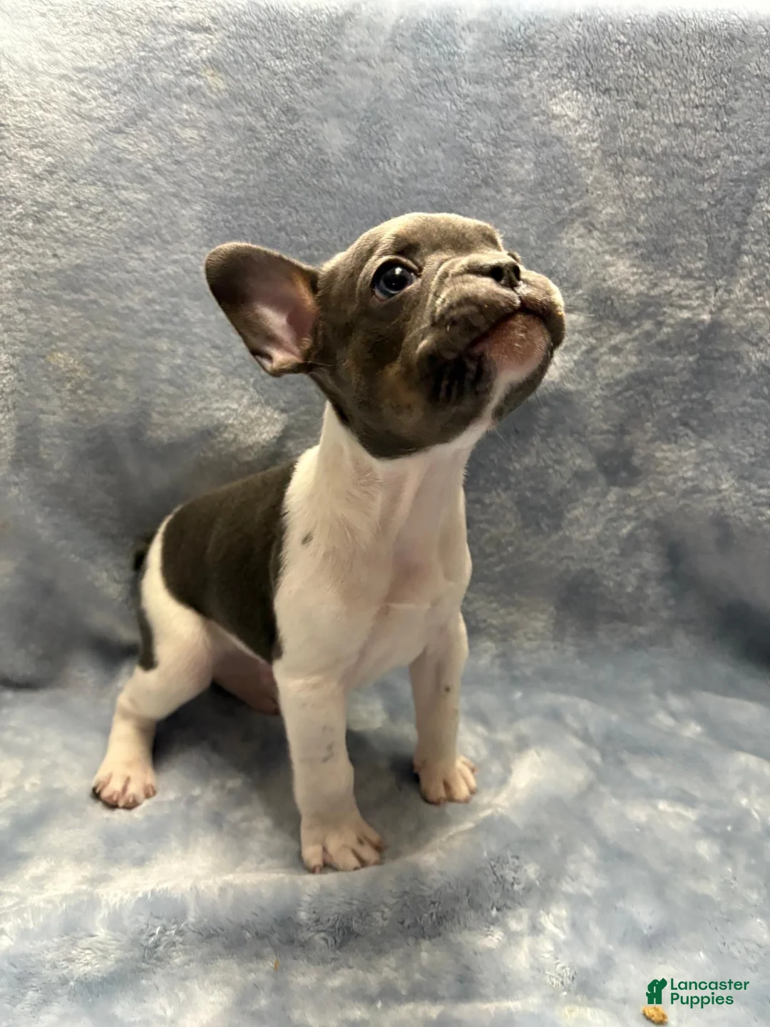 French Bulldog dogs for sale: Charlie - Ad 1