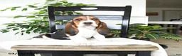 Basset Hound dogs for sale: Jade - Ad 1