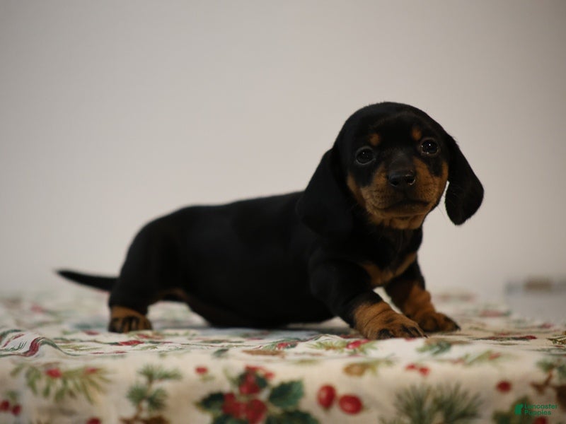 Miniature Dachshund dogs Bridget - Ad 17