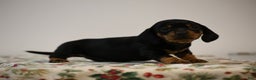 Miniature Dachshund dogs for sale: Bridget - Ad 1