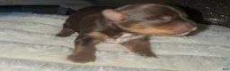 Yorkshire Terrier dogs for sale: Cookies and Cream - Ad 29