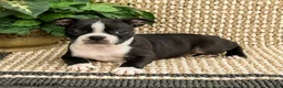 Boston Terrier dogs for sale: Bria - Ad 3