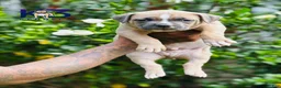 American Bully dogs for sale: American Bully Puppy 1 - Ad 2