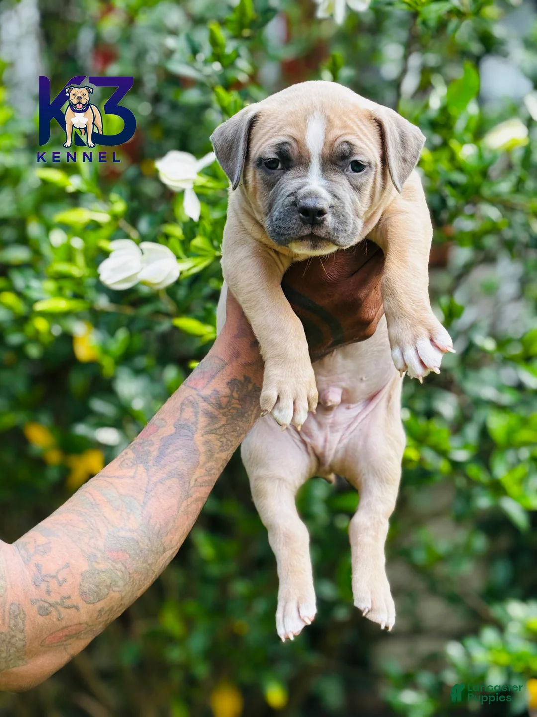 American Bully dogs for sale: American Bully Puppy 1 - Ad 2